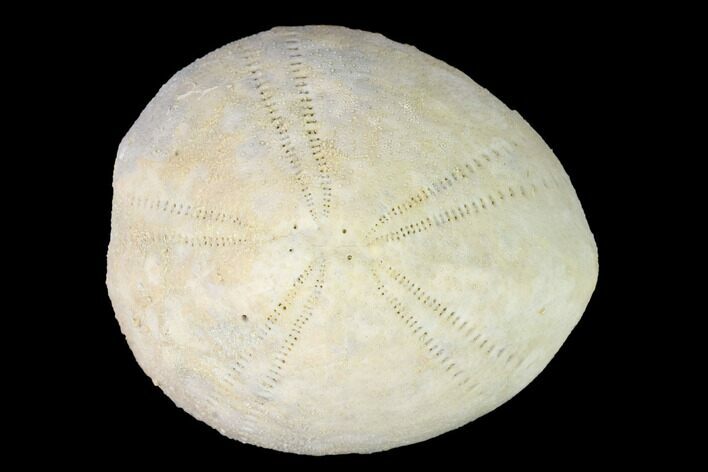 Oligocene Sea Biscuit (Echinolampas) Fossil - Australia #155925